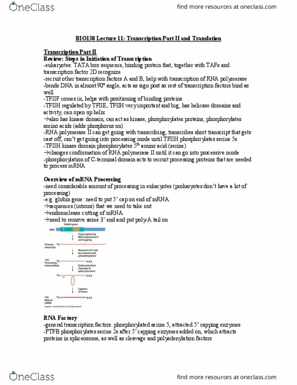 BIO130H1 Lecture Notes - Lecture 11: C-Terminus, Alternative Splicing, Transcription Factor Ii H thumbnail