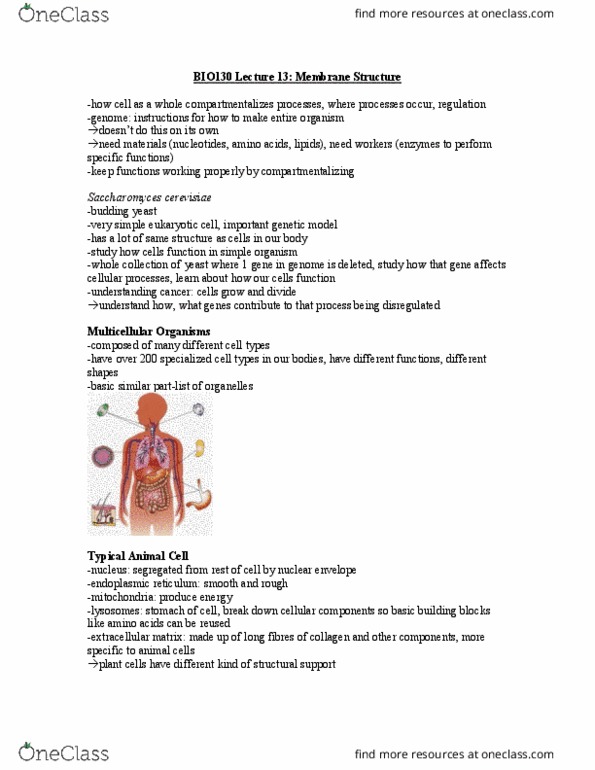 BIO130H1 Lecture Notes - Lecture 13: Lipid Bilayer, Endoplasmic Reticulum, Membrane Protein thumbnail