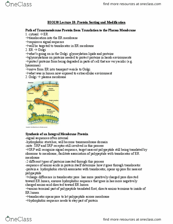 BIO130H1 Lecture Notes - Lecture 18: Golgi Apparatus, Translocator Protein, Transmembrane Protein thumbnail