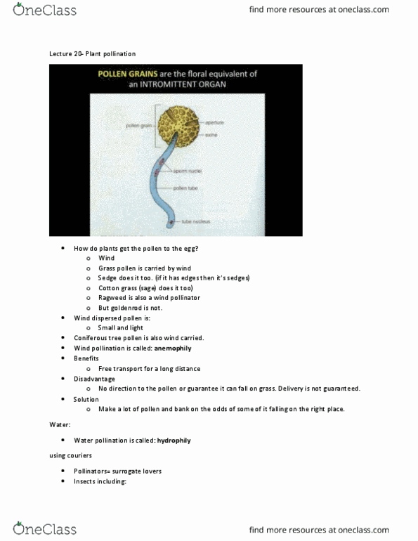 BIOL 1902 Lecture Notes - Lecture 20: Buzz Pollination, Hoverfly, Nectar thumbnail