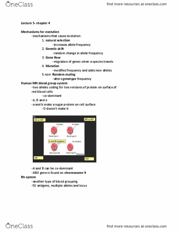 BIOL 1001 Lecture Notes - Lecture 5: Panmixia, Genetic Drift, Gene Flow thumbnail
