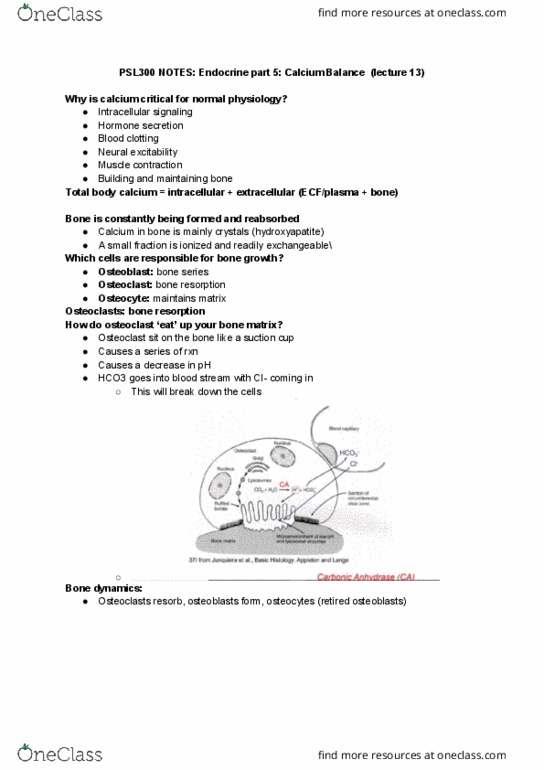 PSL300H1 Lecture Notes - Lecture 13: Bone Resorption, Rankl, Calcitriol thumbnail