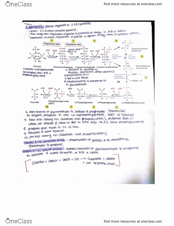 BIOL 2020 Lecture Notes - Lecture 4: Dihydrolipoyl Transacetylase, Enolase, Fructose thumbnail