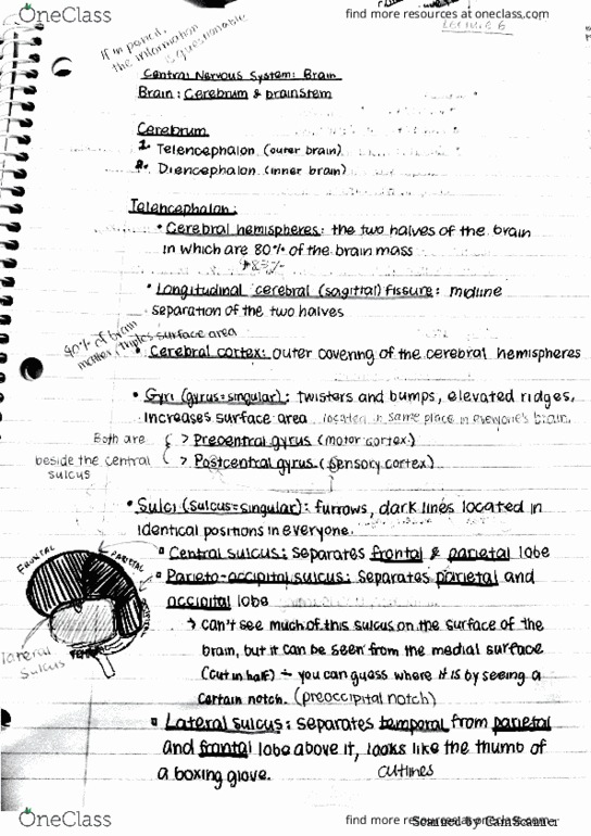 ANAT 215 Lecture 6: lec 6: brain - GOOD QUALITY NOTES thumbnail