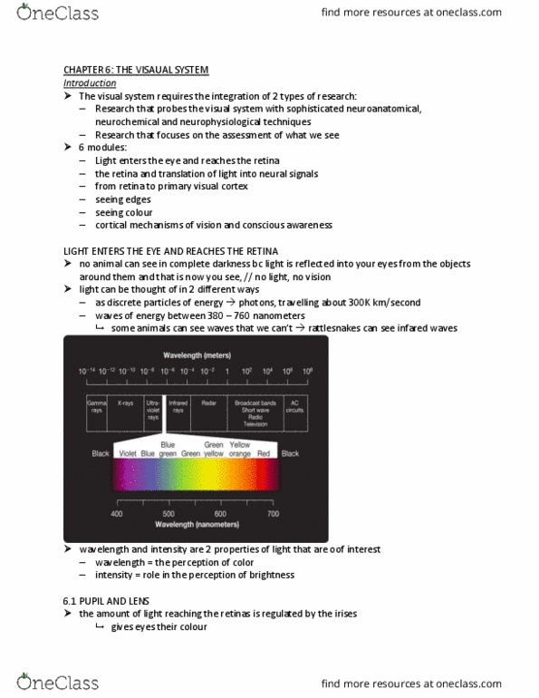 PSYC 271 Chapter Notes - Chapter 6: Visual System, Retina, Afterimage thumbnail