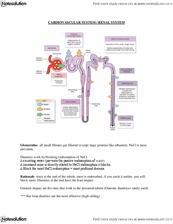 NURS 2050 Lecture Notes - Distal Convoluted Tubule, Renal Artery Stenosis, Carbonic Anhydrase Inhibitor thumbnail