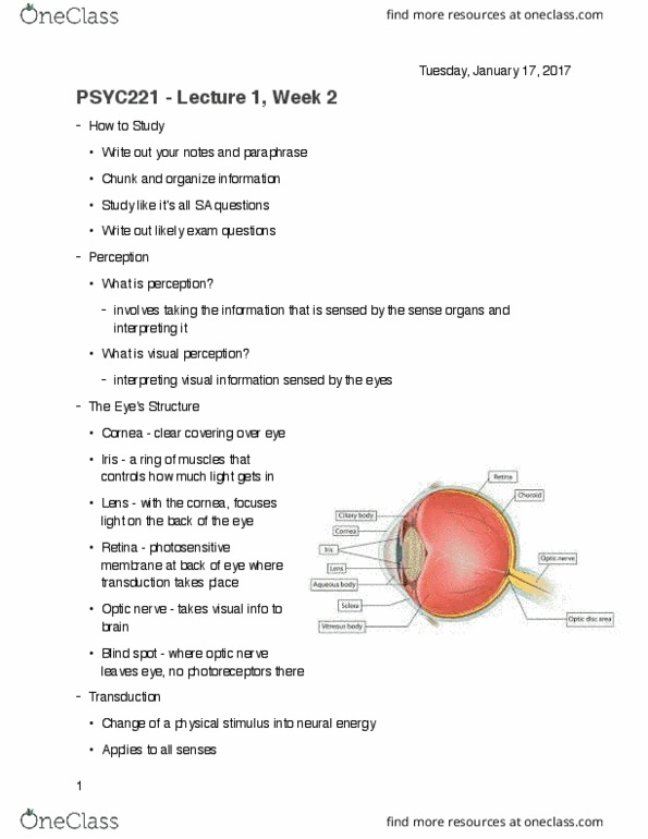 PSYC 221 Lecture Notes - Lecture 3: Binocular Disparity, Optic Nerve, Occipital Lobe thumbnail
