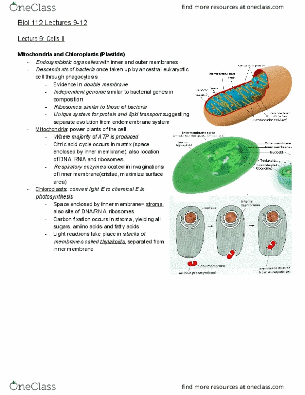 BIOL 112 Lecture Notes - Lecture 9: Myosin, Carbon Fixation, Endomembrane System thumbnail