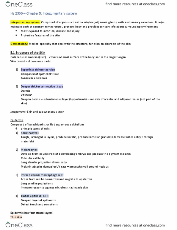 Health Sciences 2300A/B Chapter Notes - Chapter 5: Dense Irregular Connective Tissue, Stratum Granulosum, Stratum Spinosum thumbnail