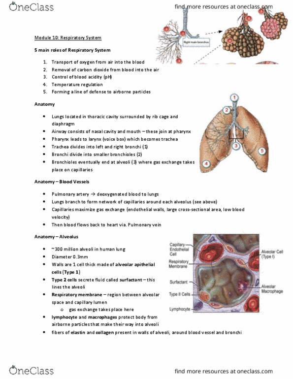 Physiology 2130 Lecture Notes - Lecture 10: Lung Volumes, Intrapleural Pressure, External Intercostal Muscles thumbnail