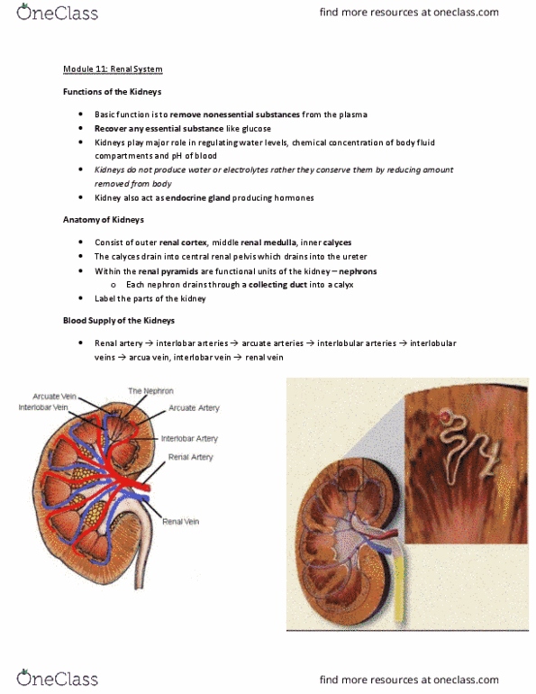 Physiology 2130 Lecture Notes - Lecture 11: Distal Convoluted Tubule, Proximal Tubule, Renal Function thumbnail