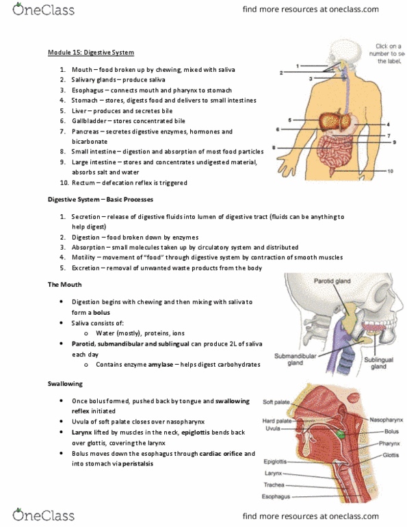 Physiology 2130 Lecture Notes - Lecture 15: Common Bile Duct, Bile Acid, Digestion thumbnail