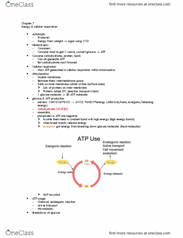 LIFESCI 2 Lecture Notes - Lecture 7: Mitochondrial Matrix, Acetyl-Coa, Cellular Respiration thumbnail