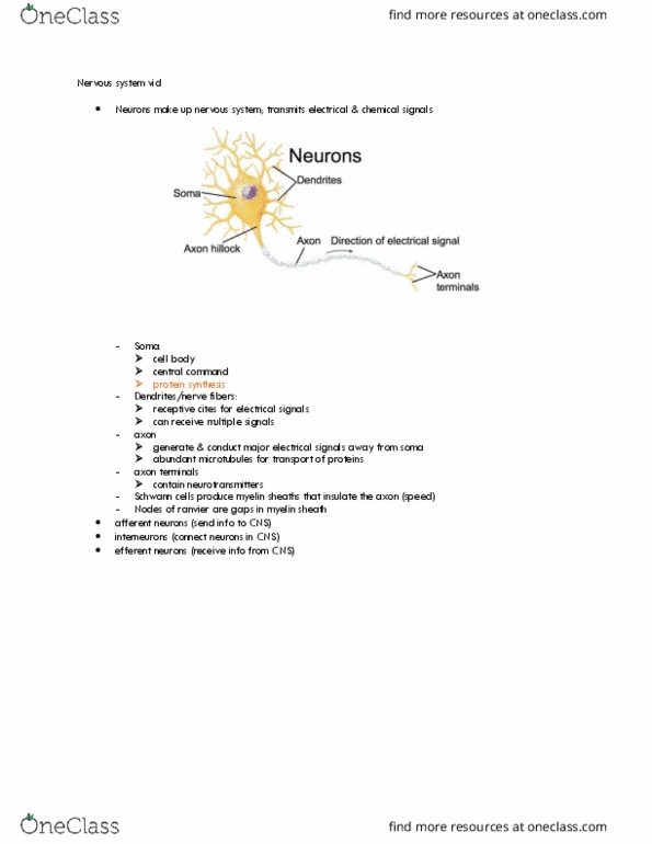 LIFESCI 2 Lecture Notes - Lecture 11: Axon Hillock, Myelin, Efferent Nerve Fiber thumbnail