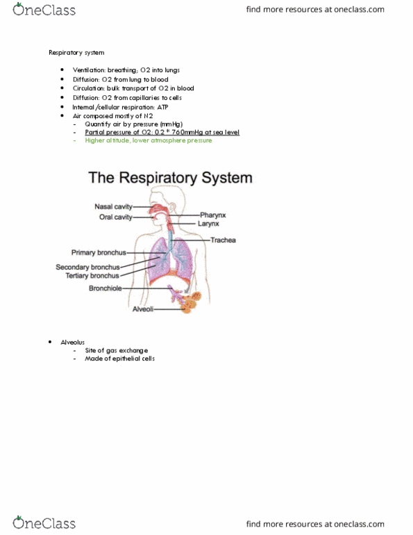 LIFESCI 2 Lecture Notes - Lecture 20: Internal Intercostal Muscles, Intercostal Muscle, External Intercostal Muscles thumbnail