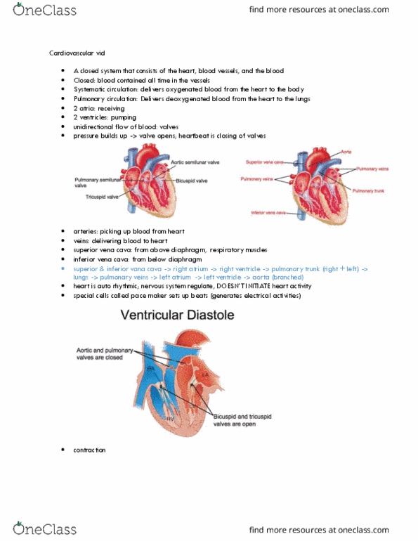 LIFESCI 2 Lecture Notes - Lecture 18: Superior Vena Cava, Sinoatrial Node, Atrioventricular Node thumbnail