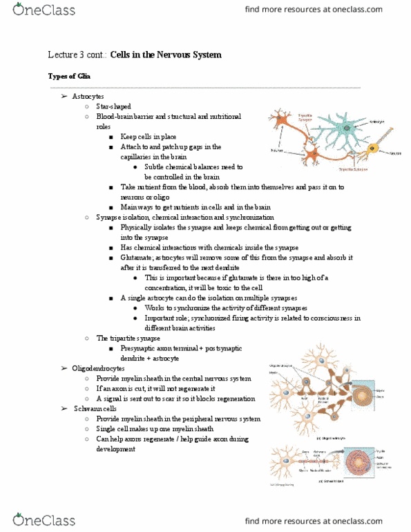 PSYCH261 Lecture Notes - Lecture 4: Myelin, Peripheral Nervous System, Extracellular Fluid thumbnail