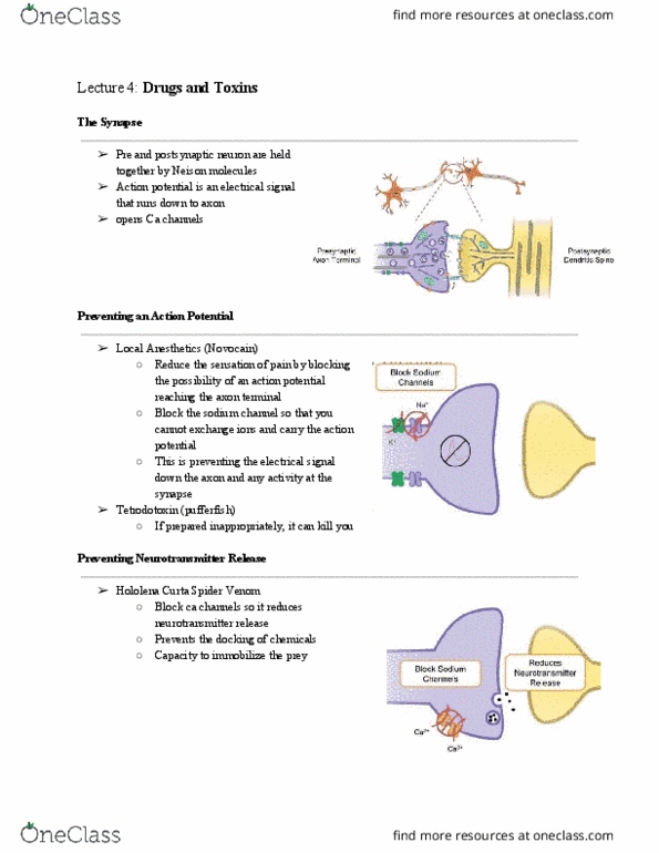 PSYCH261 Lecture Notes - Lecture 6: Monoamine Oxidase Inhibitor, Muscarinic Acetylcholine Receptor, Axon Terminal thumbnail