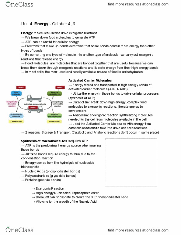 BIOL130 Lecture Notes - Lecture 4: Oxidative Phosphorylation, Acetyl-Coa, Atp Synthase thumbnail