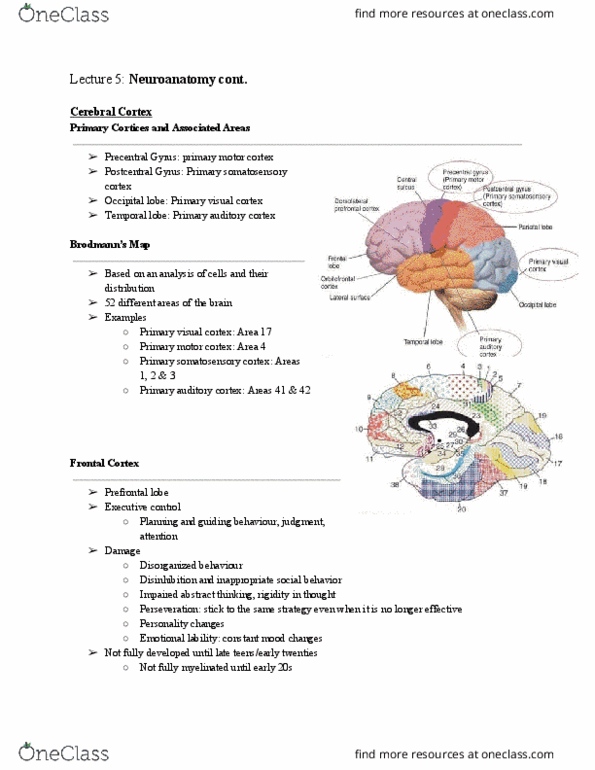 PSYCH261 Lecture Notes - Lecture 8: Medial Geniculate Nucleus, Calcarine Sulcus, Postcentral Gyrus thumbnail
