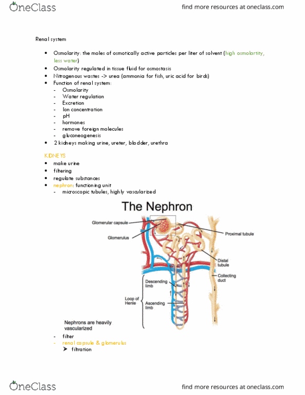 LIFESCI 2 Lecture Notes - Lecture 23: Distal Convoluted Tubule, Renal Capsule, Podocyte thumbnail