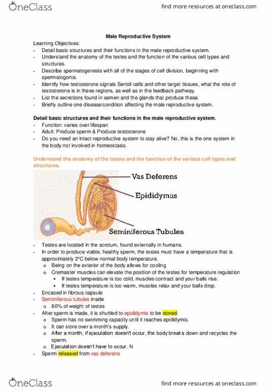 Physiology 2130 Lecture Notes - Lecture 11: Male Reproductive System, Folliculogenesis, Seminiferous Tubule thumbnail