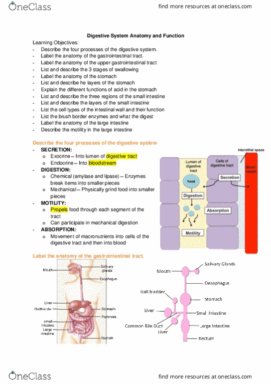 Physiology 2130 Lecture 9: Gastrointestinal Physiology thumbnail