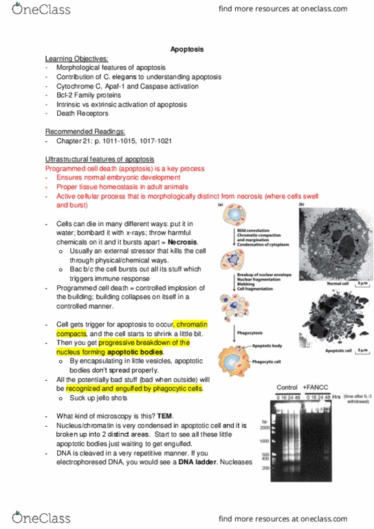 Biology 2382B Lecture Notes - Lecture 17: Programmed Cell Death, Apaf1, Cytochrome C thumbnail