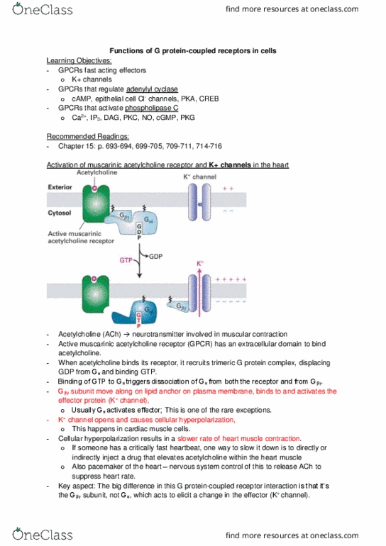 Biology 2382B Lecture Notes - Lecture 15: Protein Kinase A, Muscarinic Acetylcholine Receptor, Cgmp-Dependent Protein Kinase thumbnail