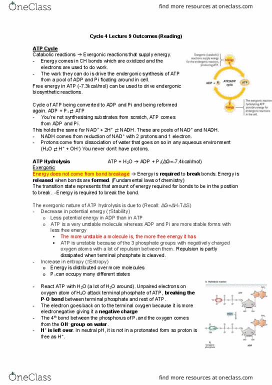 Biology 1002B Lecture Notes - Lecture 9: Light-Independent Reactions, Exergonic Reaction, Atp Hydrolysis thumbnail