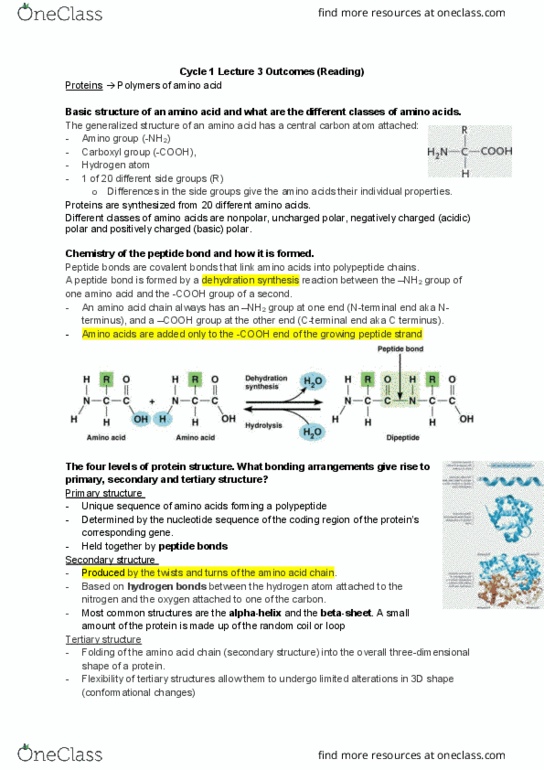 Biology 1002B Lecture Notes - Lecture 3: Protein Folding, Dna Polymerase Iii Holoenzyme, Hydrogen Atom thumbnail