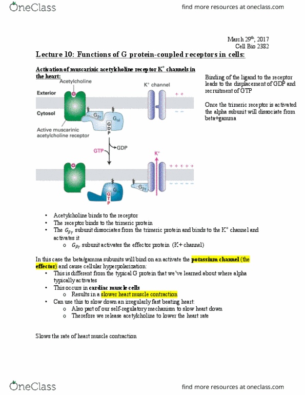 Biology 2382B Lecture Notes - Lecture 15: Protein Phosphatase, Adenylyl Cyclase, Glycogen Phosphorylase thumbnail