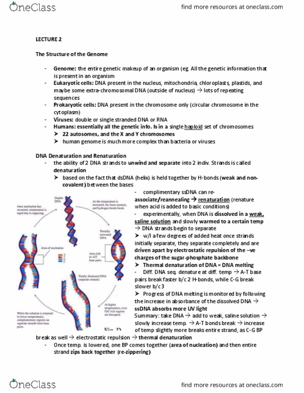 BIOB11H3 Lecture Notes - Lecture 2: Tandem Repeat, Dna Profiling, Noncoding Dna thumbnail