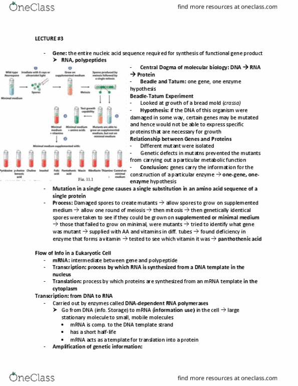 BIOB11H3 Lecture Notes - Lecture 3: Transcription Bubble, Nucleoside Triphosphate, Sigma Factor thumbnail