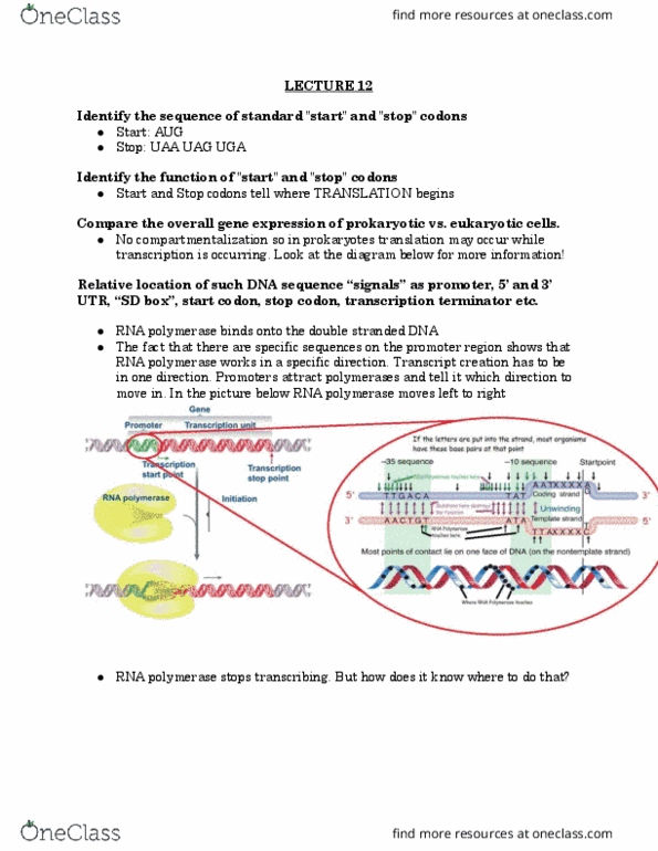 Biology 1002B Lecture Notes - Lecture 12: Start Codon, Dna Replication, Ribosomal Rna thumbnail