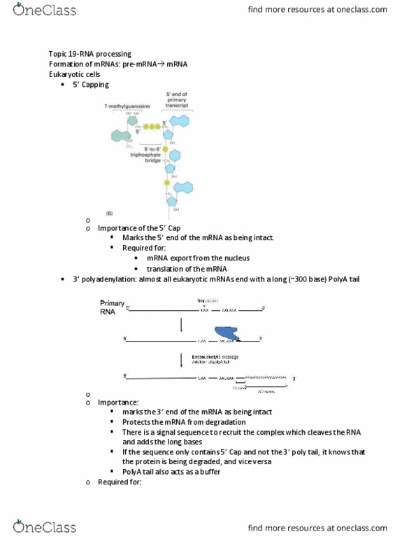 Biochemistry 2288A Lecture Notes - Lecture 19: Interferon Alfa-2B, Intron, Exon thumbnail