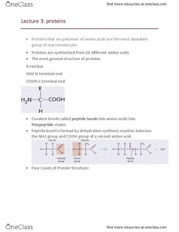 Biology 1002B Lecture Notes - Lecture 3: Random Coil, Beta Sheet, Peptide Bond thumbnail