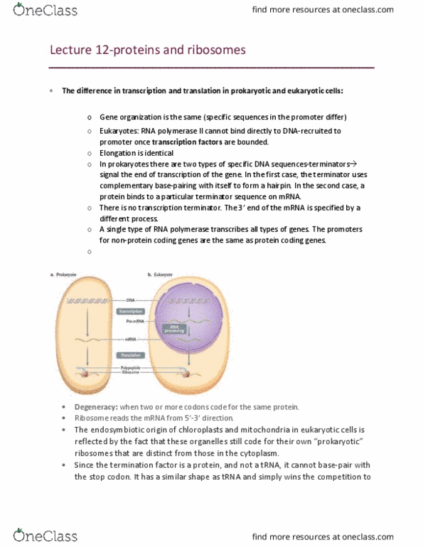 Biology 1002B Lecture Notes - Lecture 12: Ribosome, Transfer Rna, Base Pair thumbnail