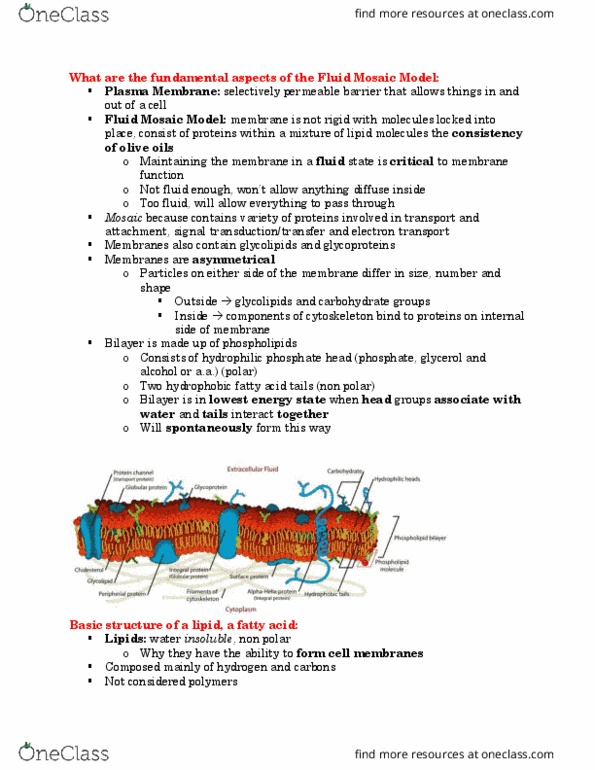 Biology 1001A Lecture Notes - Lecture 13: Fluid Mosaic Model, Isoprene, Glycolipid thumbnail