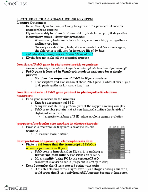 Biology 1001A Chapter Notes - Chapter 22: Taq Polymerase, Vaucheria, Oxygen-Evolving Complex thumbnail