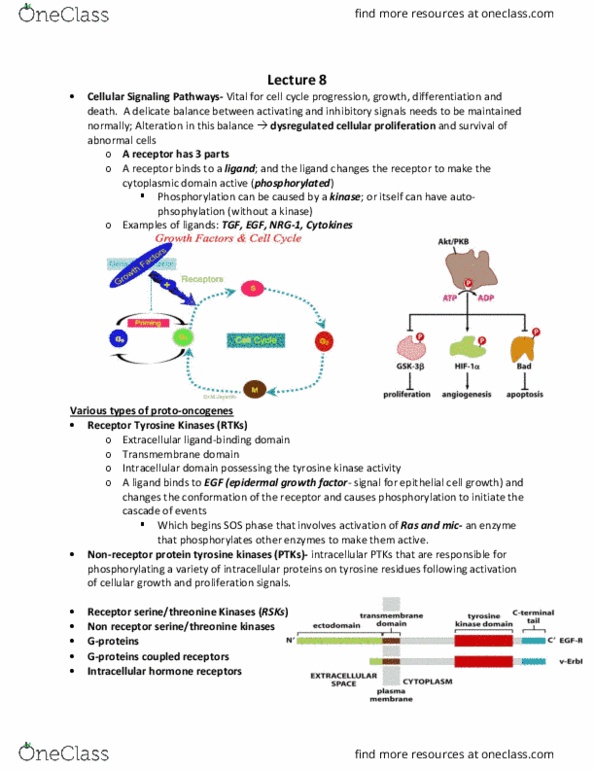 BISC 2213 Lecture Notes - Lecture 8: Transmembrane Domain, Neuregulin 1, Epithelium thumbnail