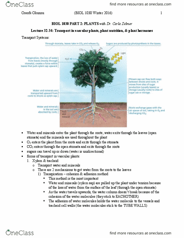 BIOL 1030 Lecture Notes - Lecture 32: Sieve Tube Element, Vascular Plant, Casparian Strip thumbnail