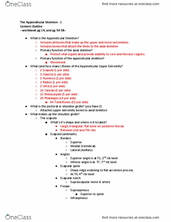 EXSS 175 Lecture Notes - Lecture 3: Appendicular Skeleton, Coracoid, Acromion thumbnail