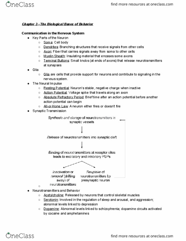 PSYC 101 Chapter Notes - Chapter 3: Hindbrain, Midbrain, Cerebellum thumbnail