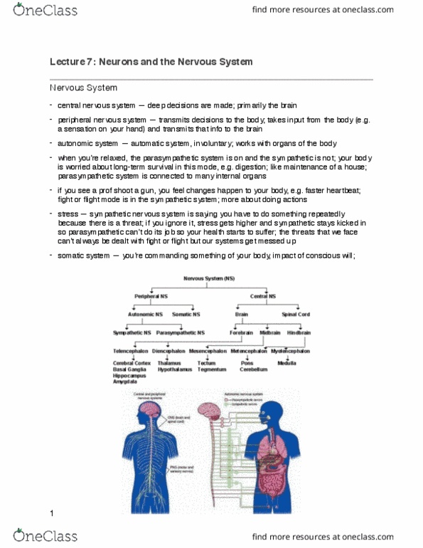 PSYA01H3 Lecture Notes - Lecture 7: Peripheral Nervous System, Reuptake, Neuron thumbnail