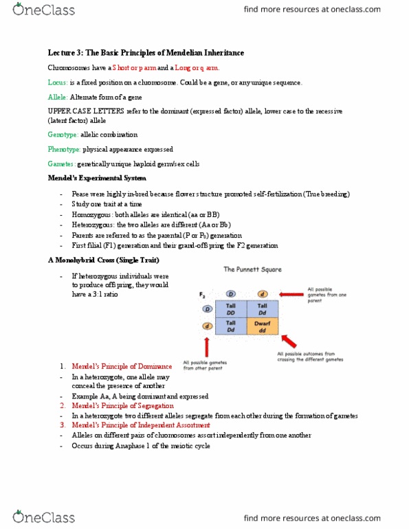 BIOL 1090 Lecture Notes - Lecture 3: Chromosome, Inbreeding, Mendelian Inheritance thumbnail