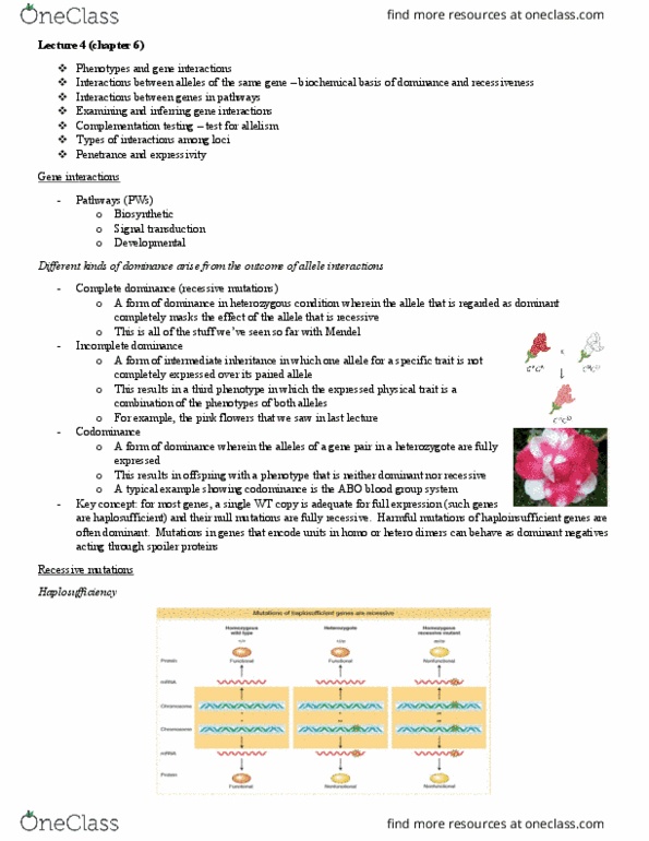 BIOL 202 Lecture Notes - Lecture 4: Neurofibromatosis Type I, Signal Transduction, Uterus thumbnail