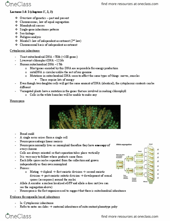 BIOL 202 Lecture Notes - Lecture 2: Chloroplast Dna, Prophase, Semicolon thumbnail