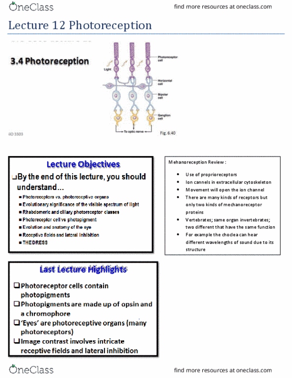 BIO 3303 Lecture Notes - Lecture 12: Everytime, Signal Transduction, Cilium thumbnail