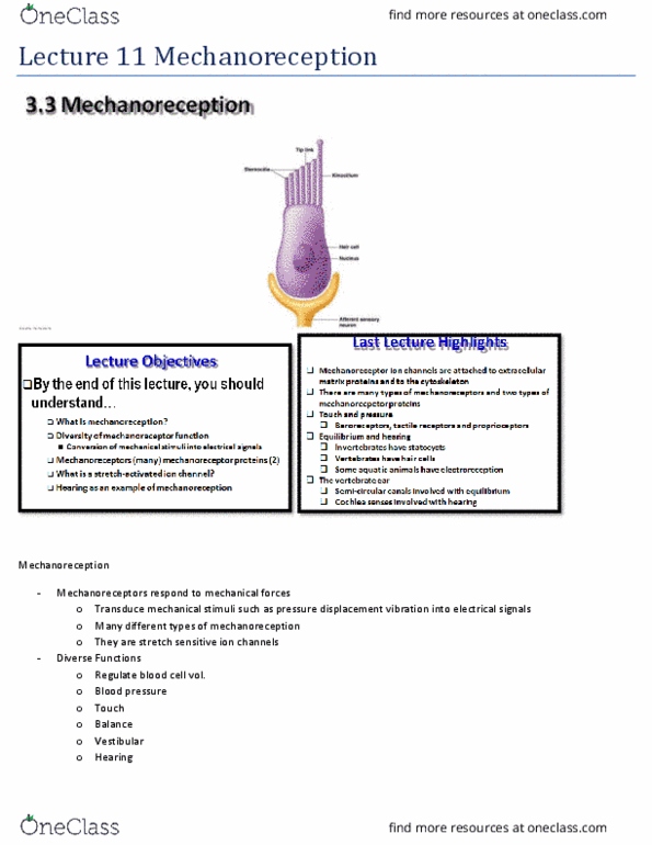 BIO 3303 Lecture Notes - Lecture 11: Hair Cell, Circulatory System, Lateral Line thumbnail